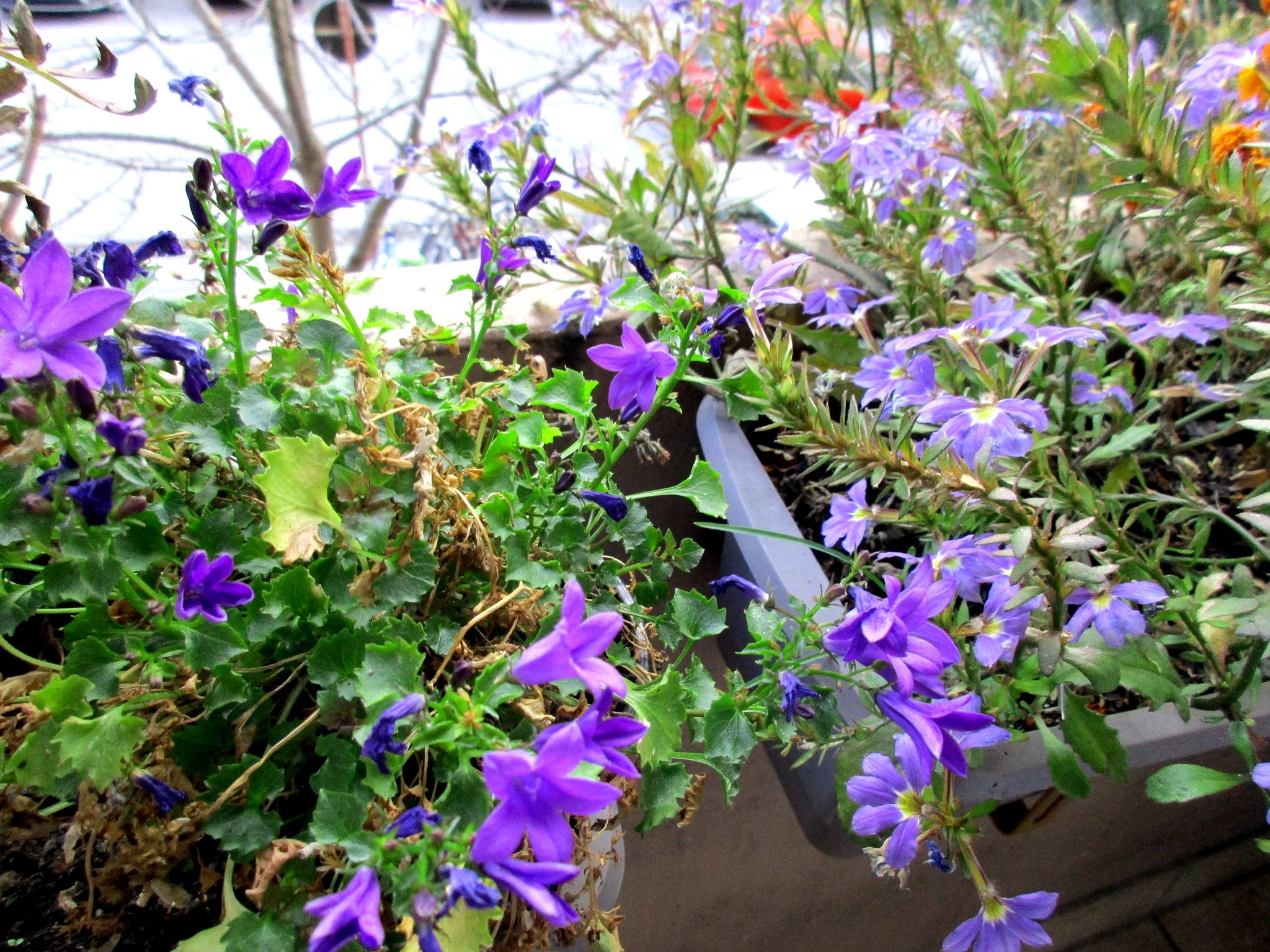 https://s15.directupload.net/images/181207/zqicrqst.jpg