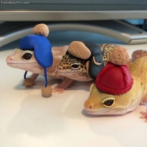 mgprktkx.jpg